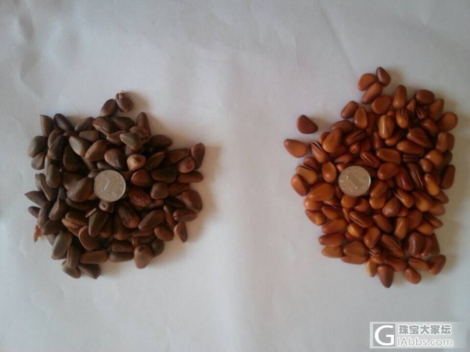 有想买松子的姐妹吗?照片跟价格都来了,跪求团