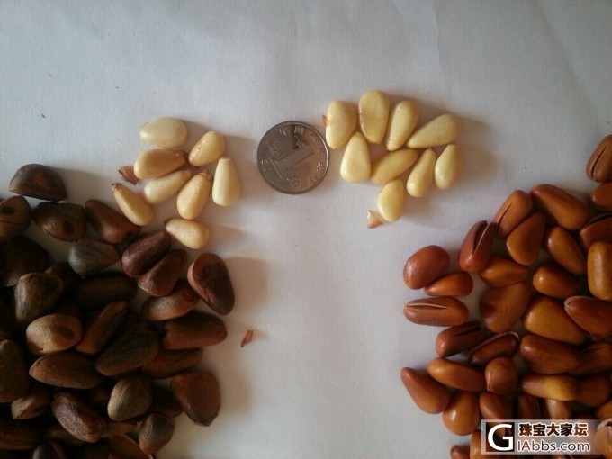 有想买松子的姐妹吗?照片跟价格都来了,跪求团