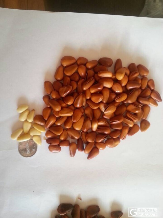 有想买松子的姐妹吗?照片跟价格都来了,跪求团