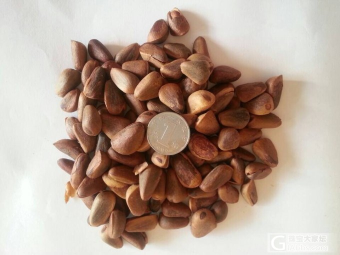 有想买松子的姐妹吗?照片跟价格都来了,跪求团