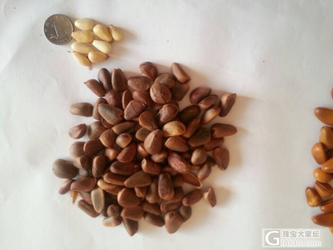 有想买松子的姐妹吗?照片跟价格都来了,跪求团